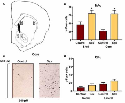 Glutamate Afferents From the Medial Prefrontal Cortex Mediate Nucleus Accumbens Activation by Female Sexual Behavior